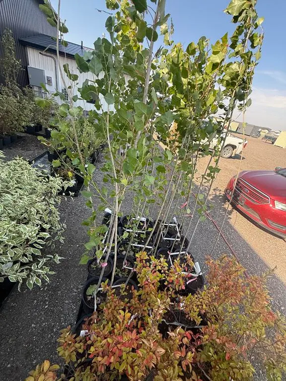 3gal Sundancer Hybrid Poplar (Approx. 7') - Must Take 3 Times the Bid Price