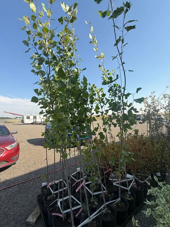 3gal Sundancer Hybrid Poplar (Approx. 7') - Must Take 4 Times the Bid Price