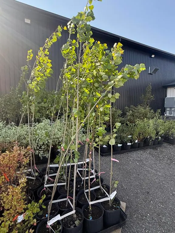 3gal Sundancer Hybrid Poplar (Approx. 7') - Must Take 4 Times the Bid Price