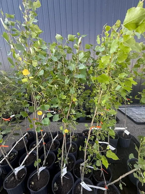 3gal Okanese Hybrid Poplar Tree (Approx. 5') - Must Take 4 Times the Bid Price