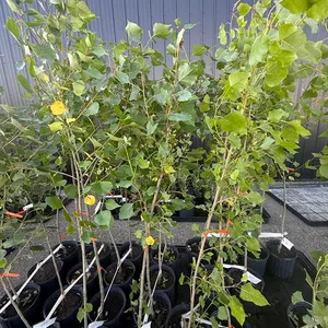 3gal Okanese Hybrid Poplar Tree (Approx. 5') - Must Take 4 Times the Bid Price