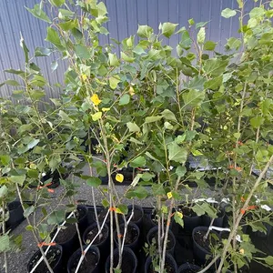 3gal Okanese Hybrid Poplar Tree (Approx. 5') - Must Take 4 Times the Bid Price