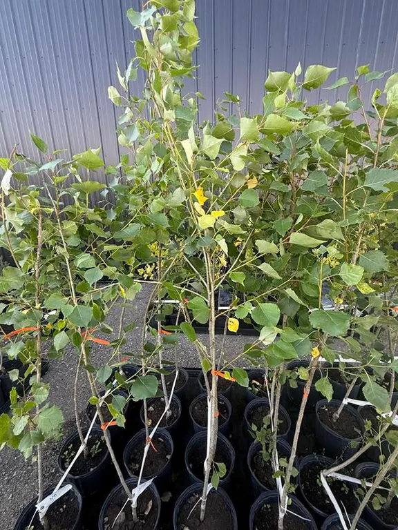 3gal Okanese Hybrid Poplar Tree (Approx. 5') - Must Take 4 Times the Bid Price