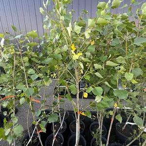 3gal Okanese Hybrid Poplar Tree (Approx. 5') - Must Take 4 Times the Bid Price