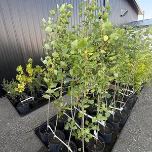 3gal Okanese Hybrid Poplar Tree (Approx. 5') - Must Take 4 Times the Bid Price