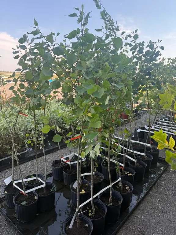 3gal Okanese Hybrid Poplar Tree (Approx. 5') - Must Take 4 Times the Bid Price