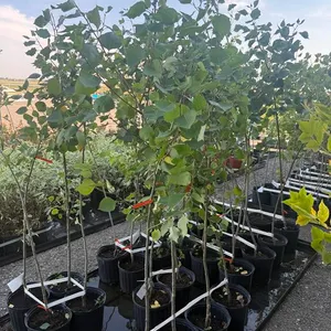 3gal Okanese Hybrid Poplar Tree (Approx. 5') - Must Take 4 Times the Bid Price
