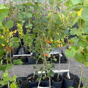 3gal Okanese Hybrid Poplar Tree (Approx. 5') - Must Take 4 Times the Bid Price