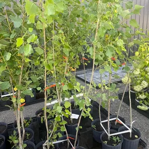 3gal Assiniboine Hybrid Poplar Tree (Approx. 5') - Must Take 4 Times the Bid Price