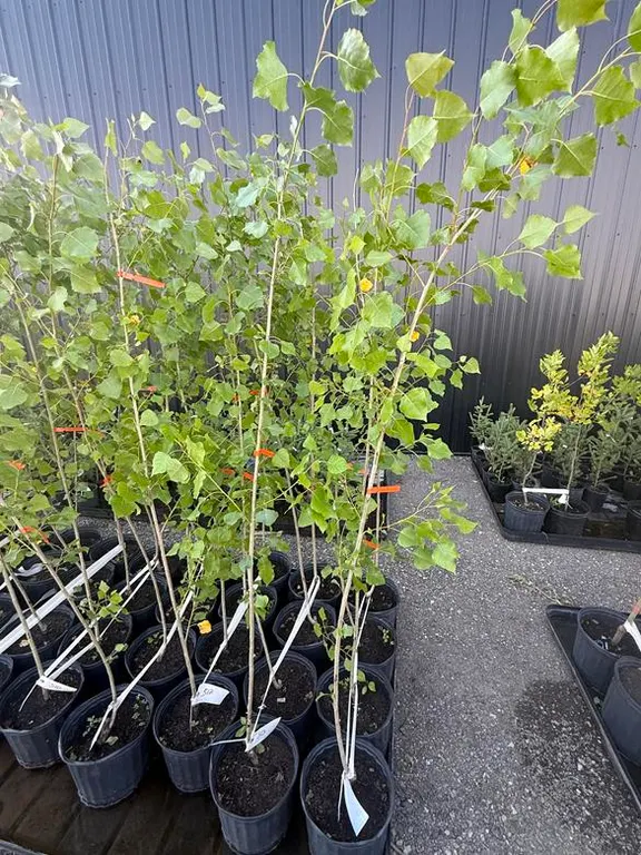 3gal Assiniboine Hybrid Poplar Tree (Approx. 5') - Must Take 4 Times the Bid Price