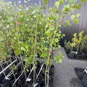 3gal Assiniboine Hybrid Poplar Tree (Approx. 5') - Must Take 4 Times the Bid Price