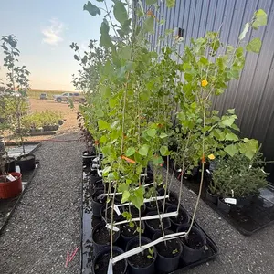 3gal Assiniboine Hybrid Poplar Tree (Approx. 5') - Must Take 4 Times the Bid Price