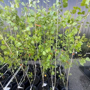 3gal Assiniboine Hybrid Poplar Tree (Approx. 5') - Must Take 4 Times the Bid Price