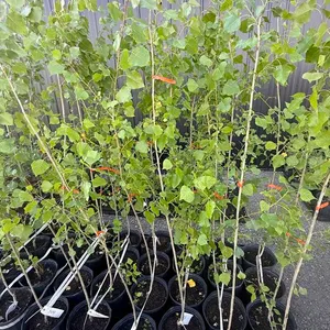 3gal Assiniboine Hybrid Poplar Tree (Approx. 5') - Must Take 4 Times the Bid Price