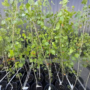 3gal Assiniboine Hybrid Poplar Tree (Approx. 5') - Must Take 4 Times the Bid Price