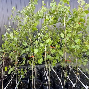 3gal Assiniboine Hybrid Poplar Tree (Approx. 5') - Must Take 4 Times the Bid Price