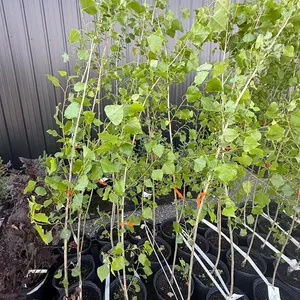 3gal Assiniboine Hybrid Poplar Tree (Approx. 5') - Must Take 4 Times the Bid Price
