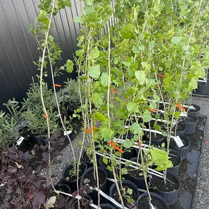3gal Assiniboine Hybrid Poplar Tree (Approx. 5') - Must Take 4 Times the Bid Price