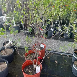 5gal Valentine Cherry Tree