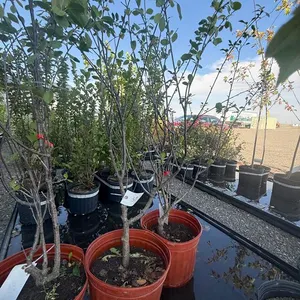 5gal Valentine Cherry Tree