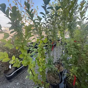 2gal Nanking Cherry Tree - Must Take 3 Times the Bid Price