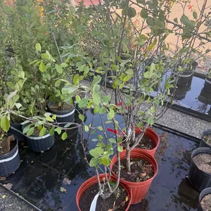 5gal Valentine Cherry Tree