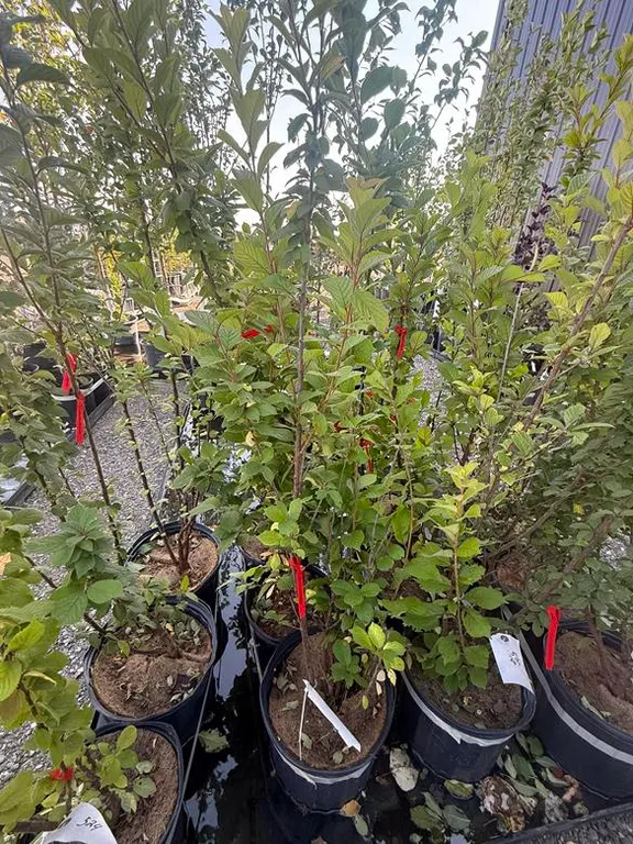 2gal Nanking Cherry Tree - Must Take 3 Times the Bid Price