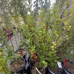 2gal Nanking Cherry Tree - Must Take 3 Times the Bid Price