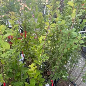 2gal Nanking Cherry Tree - Must Take 3 Times the Bid Price
