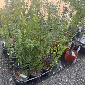 2gal Nanking Cherry Tree - Must Take 3 Times the Bid Price