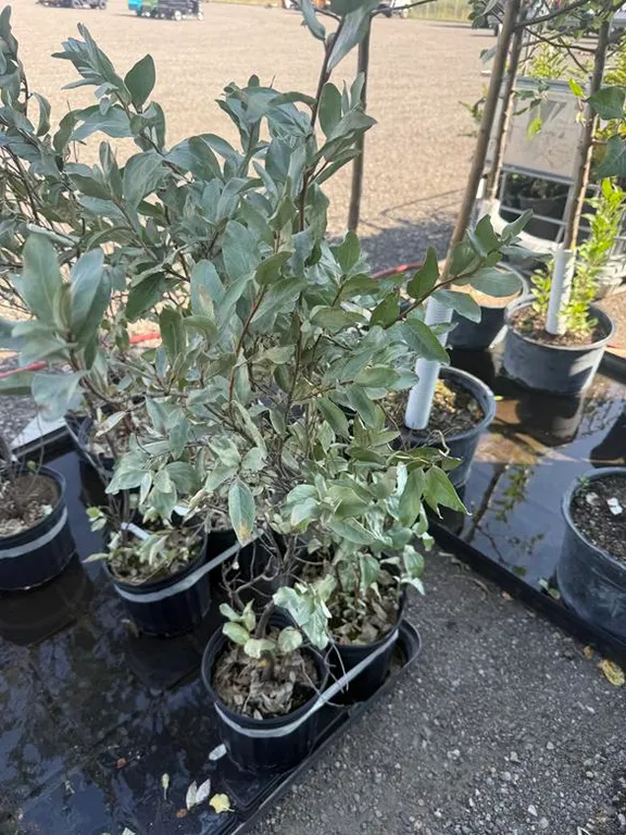 3gal Wolf Willow Shrub - Must Take 2 Times the Bid Price