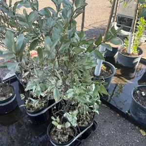 3gal Wolf Willow Shrub - Must Take 2 Times the Bid Price