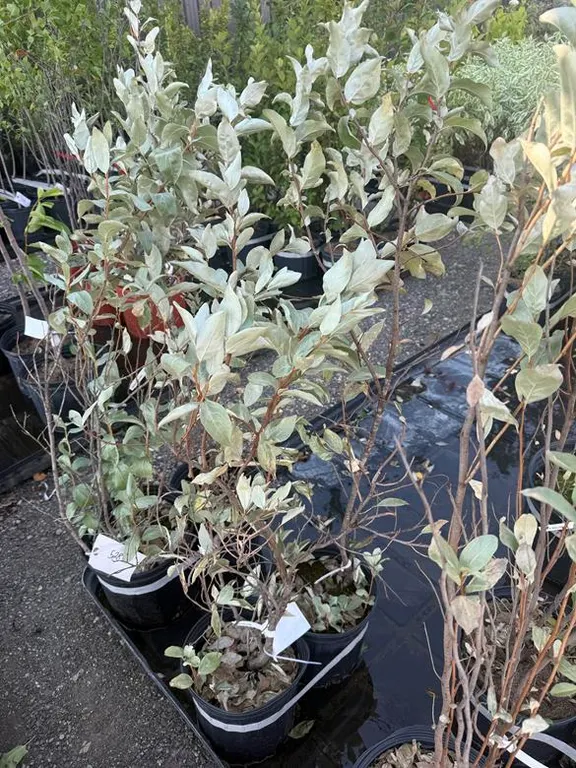 3gal Wolf Willow Shrub - Must Take 2 Times the Bid Price
