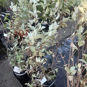 3gal Wolf Willow Shrub - Must Take 2 Times the Bid Price