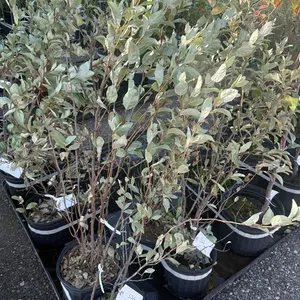 3gal Wolf Willow Shrub - Must Take 2 Times the Bid Price