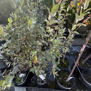 3gal Wolf Willow Shrub - Must Take 2 Times the Bid Price