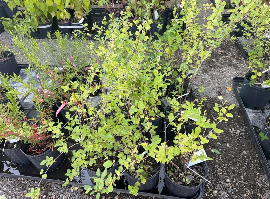 2gal Snowberry Shrub - Must Take 3 Times the Bid Price