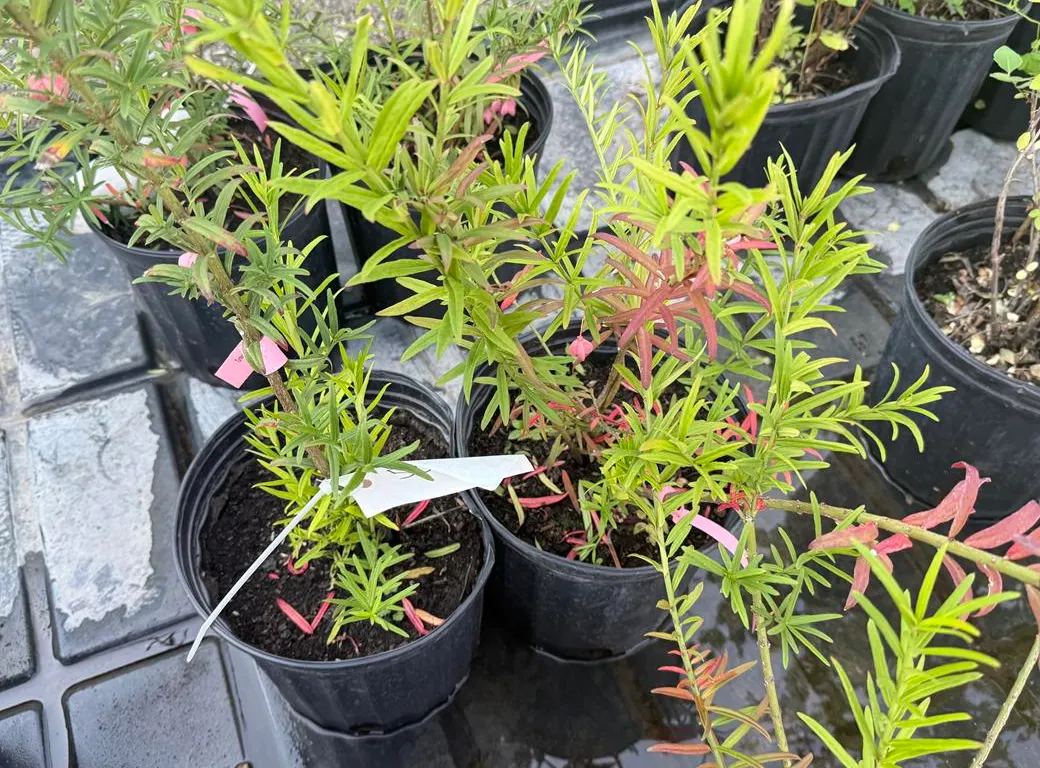 2gal Turkestan Burning Bush - Must Take 2 Times the Bid Price