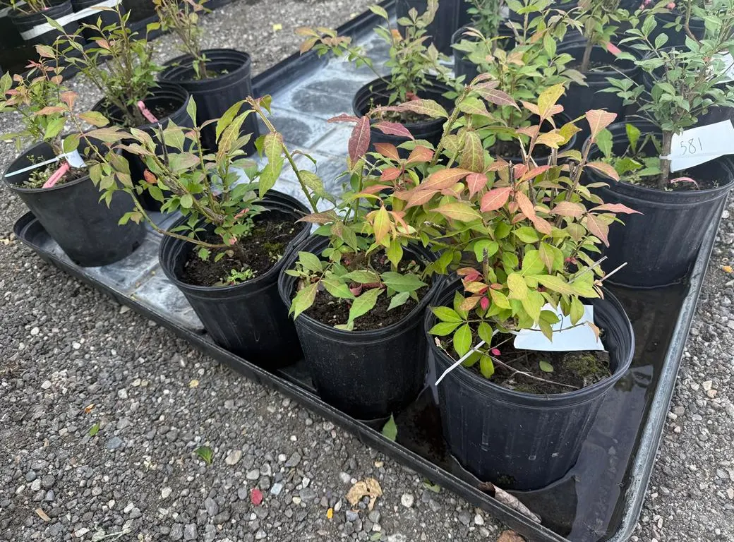 2gal Dwarf Burning Bush - Must Take 3 Times the Bid Price