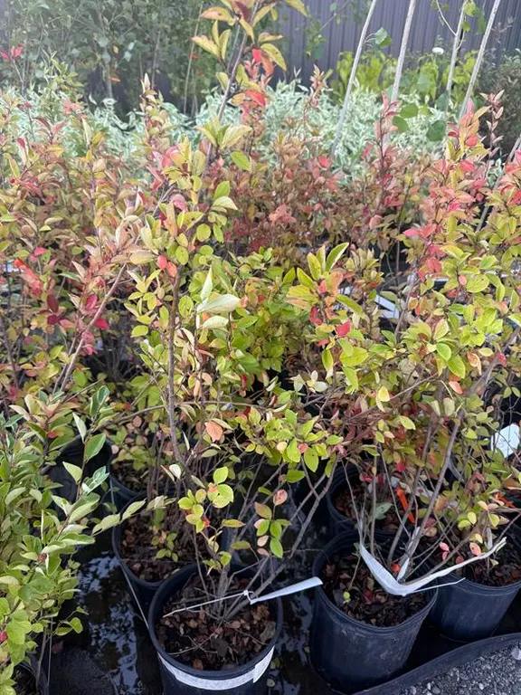3gal Cotoneaster Hedging Shrub - Must Take 3 Times the Bid Price