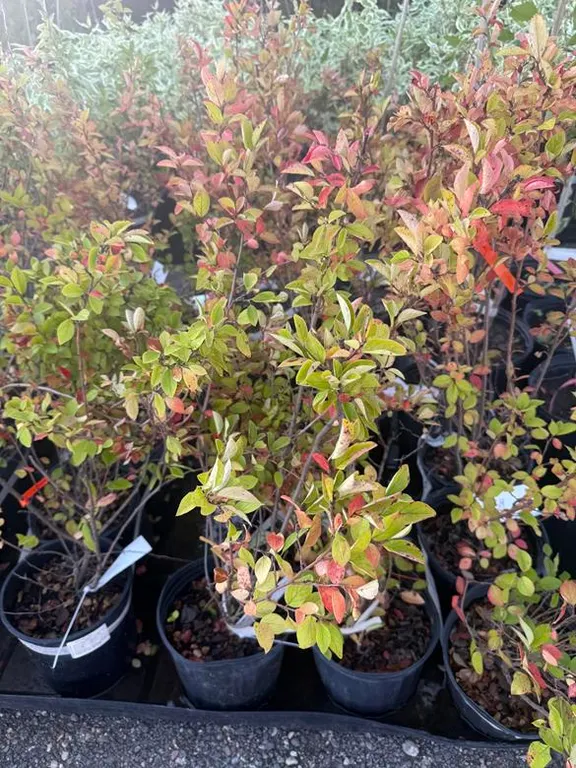 3gal Cotoneaster Hedging Shrub - Must Take 3 Times the Bid Price