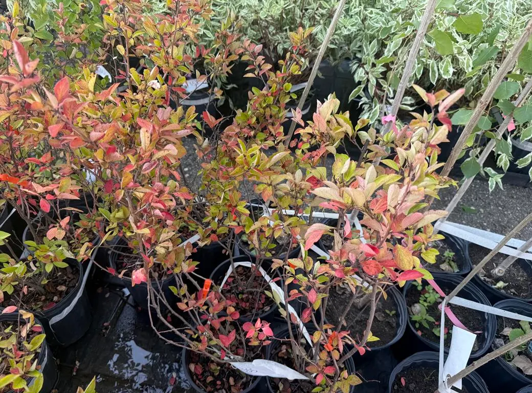 3gal Cotoneaster Hedging Shrub - Must Take 3 Times the Bid Price