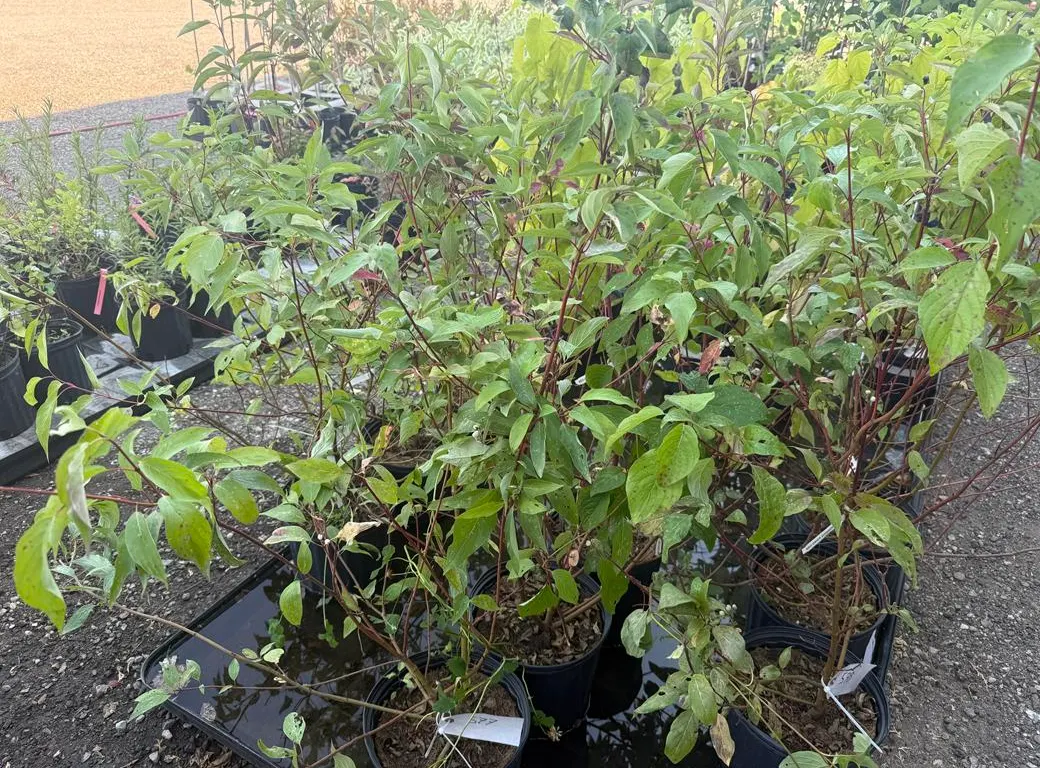 3gal Red Osier Dogwood Shrub - Must Take 3 Times the Bid Price