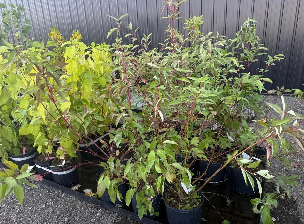3gal Red Osier Dogwood Shrub - Must Take 3 Times the Bid Price