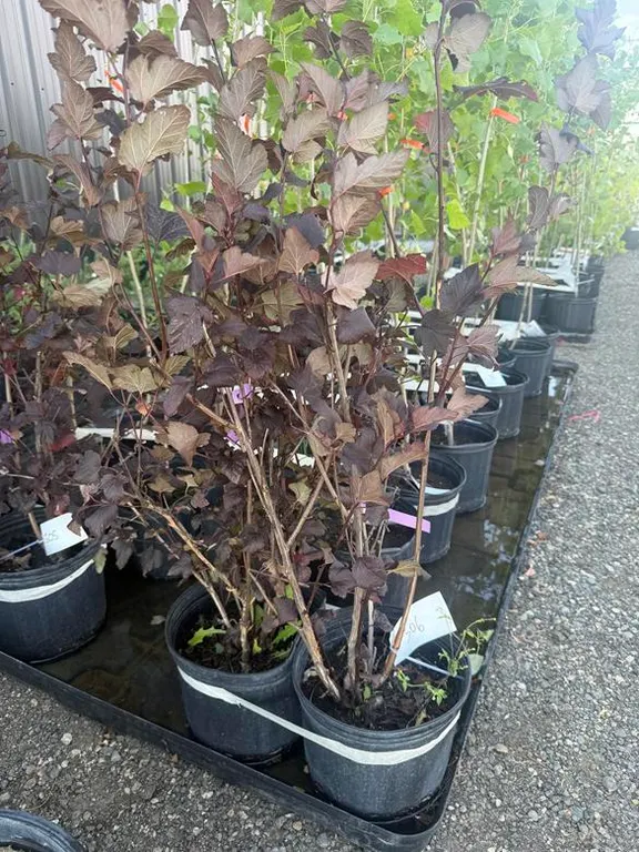 2gal Satin Chocolate Ninebark Shrub - Must Take 2 Times the Bid Price