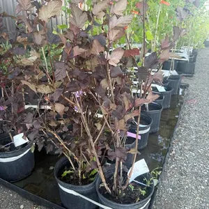 2gal Satin Chocolate Ninebark Shrub - Must Take 2 Times the Bid Price