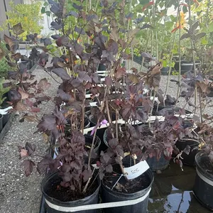 2gal Satin Chocolate Ninebark Shrub - Must Take 2 Times the Bid Price