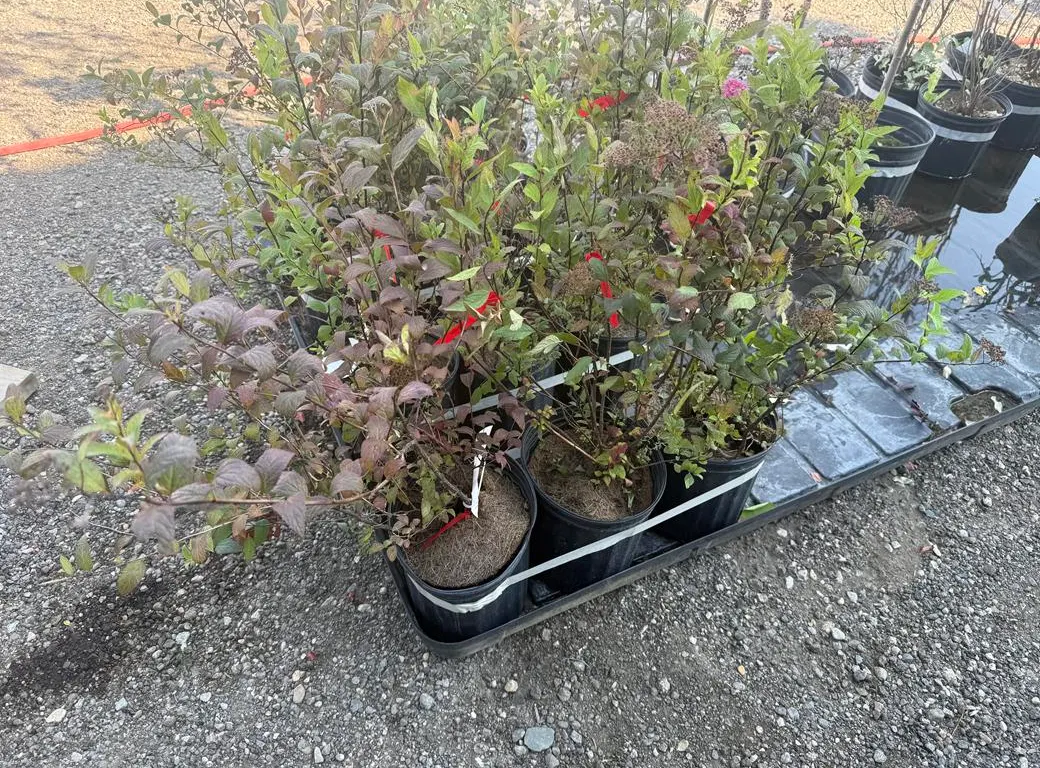 2gal Red Spirea Shrub - Must Take 3 Times the Bid Price