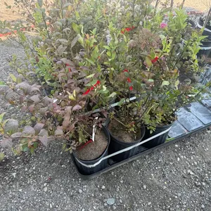 2gal Red Spirea Shrub - Must Take 3 Times the Bid Price
