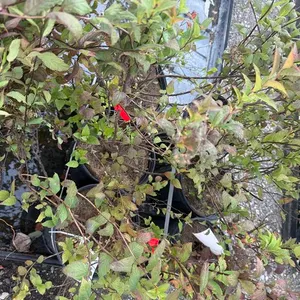2gal Red Spirea Shrub - Must Take 3 Times the Bid Price